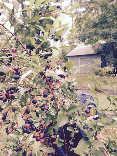 helen blueberry picking